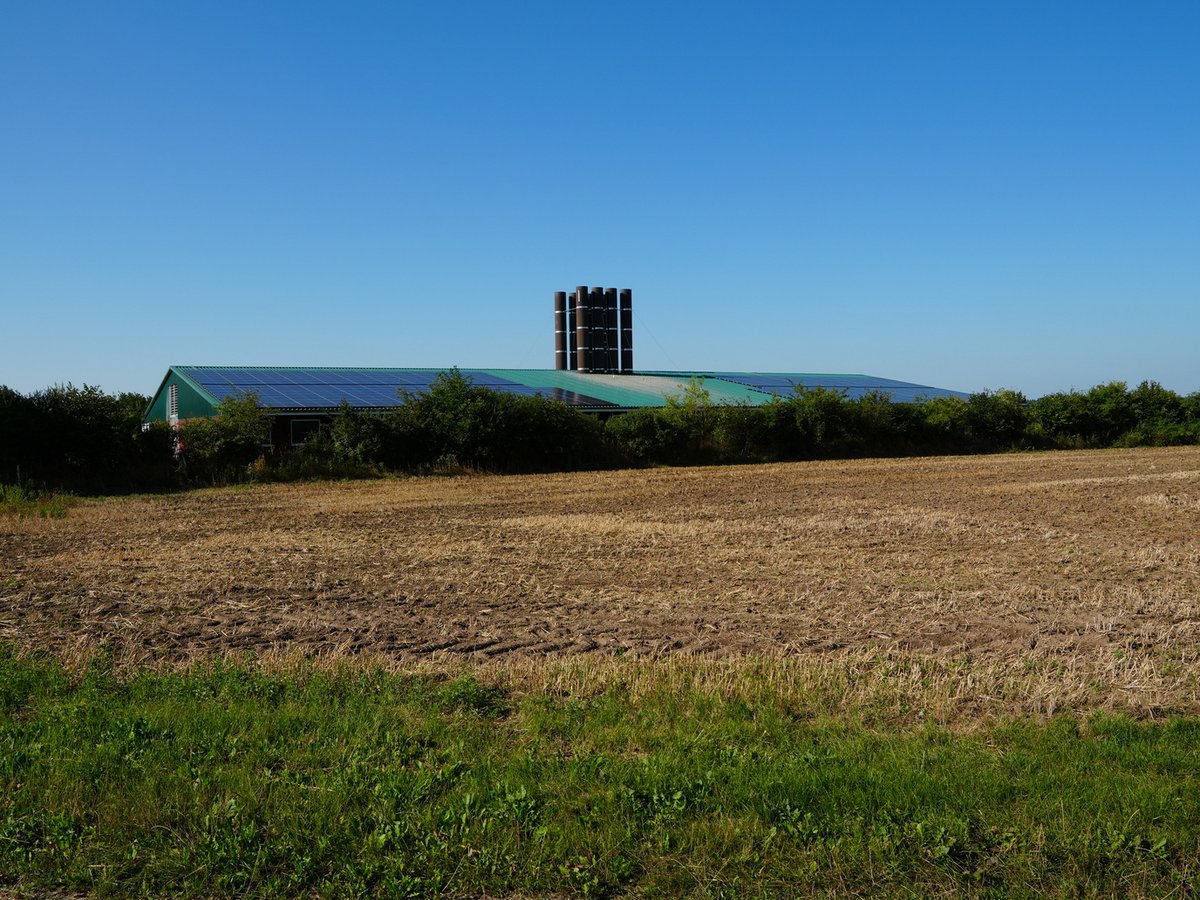 Photovoltaikmodule auf dem Dach an der Biogasanlage in Bälau